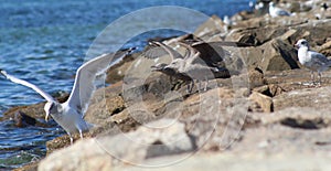 Should i fly away.. birds at beach