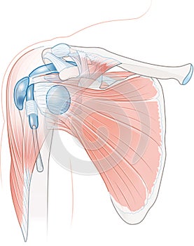 Shoulder anatomy. Bursae and muscles_2