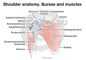 Shoulder anatomy. Bursae and muscles