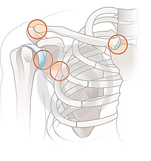 Shoulder anatomy. Joints of the shoulder. Illustration_2