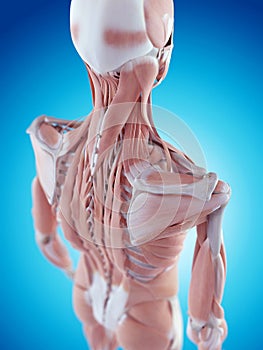 The shoulder anatomy photo
