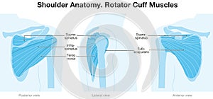 Shoulder Anatomy. Rotator Cuff Muscles. Blue Version. Labeled