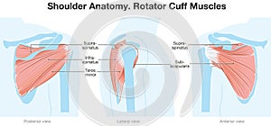 Shoulder anatomy. Rotator cuff muscles. Labeled illustration. Blue Red