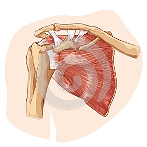 Shoulder anatomy photo