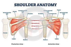 Shoulder anatomy vector illustration. Labeled skeleton and muscle scheme.