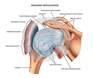 Shoulder articulations illustration photo