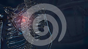 The scapula or shoulder blade for Backache and sci concept 3d rendering