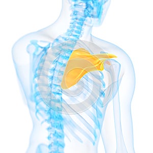The shoulder blade