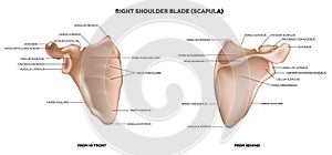 Shoulder blade (scapula)