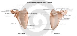 Shoulder blade (scapula) photo