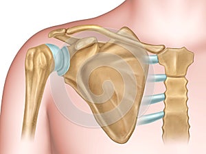 Shoulder bones anatomy