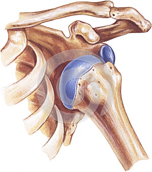 Shoulder - Dislocation of the Humerus