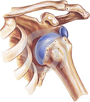 Shoulder - Dislocation of the Humerus photo