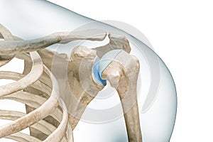 Shoulder or glenohumeral joint close-up 3D rendering illustration isolated on white with copy space. Human skeleton anatomy,