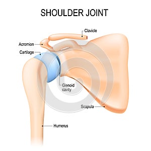 Shoulder glenohumeral joint. Human anatomy