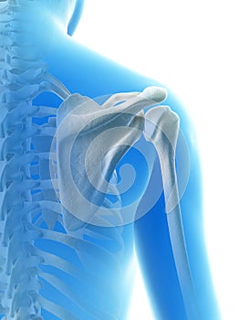 The shoulder joint