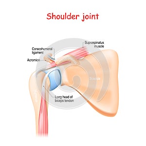 Shoulder joint anatomy photo