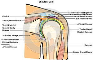 Shoulder joint anatomy infographic diagram physiology physiotherapy medical science photo