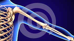 Shoulder Joint Anatomy Pain concept with Circulatory highlighted zone - pain concept