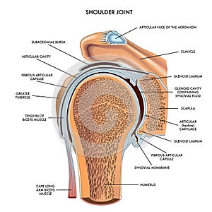Shoulder joint medical illustration