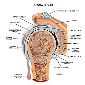 Shoulder joint medical illustration photo