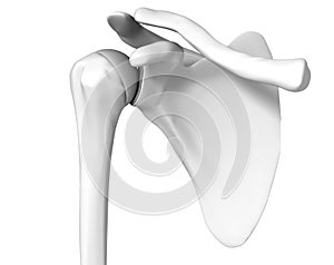 Shoulder joint, medically 3D Illustration