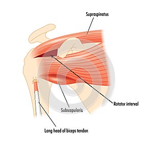 The shoulder muscles surrounding the rotator cuff