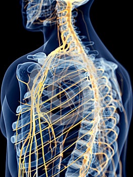 The shoulder nerves