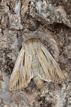 Shoulder-striped wainscot, Leucania comma on bark