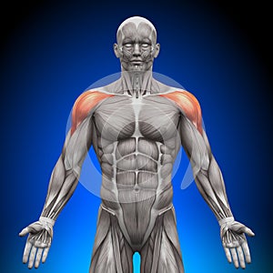 Shoulders / Deltoid - Anatomy Muscles