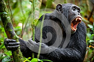 Shouting a Angry Chimpanzee.