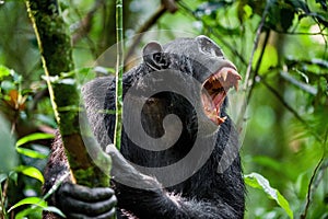 Shouting a Angry Chimpanzee.