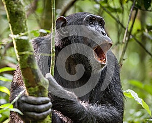 Shouting a Angry Chimpanzee. The chimpanzee (Pan troglodytes) shouts in rain forest, giving signs to the relatives.