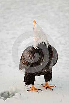 Shouting Bald Eagle