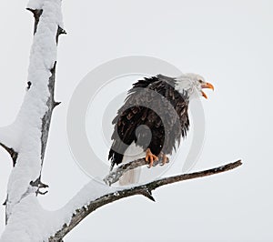The shouting Bald eagle sits on a branch.