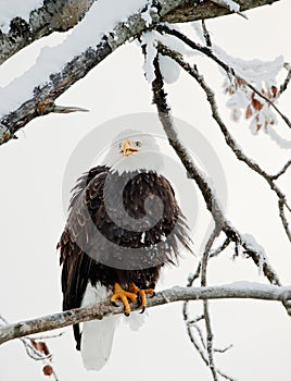 The shouting Bald eagle sits on a branch.