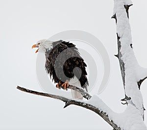 The shouting Bald eagle sits on a branch.