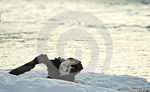 Shouting Bald Eagle on snow.