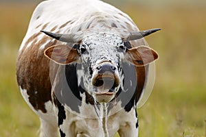 Shouting cow in field