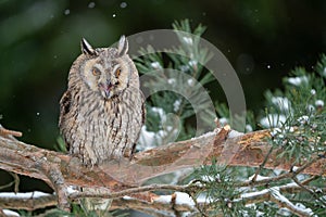 Shouting long-eared owl sitting on a tree branch. Winter forest with coniferous trees and noctural bird. Asio Otus.