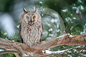 Shouting long-eared owl sitting on a tree branch. Winter forest with coniferous trees and noctural bird. Asio Otus.