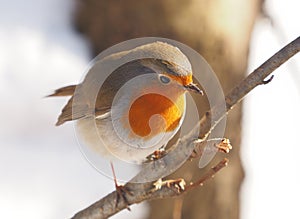 Shouting Robin - Erithacus rubecula, standing on a branch