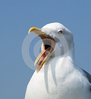 Shouting seagull close-up