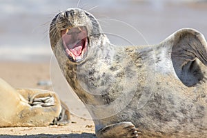 Shouting seal. Wild animal with mouth wide open