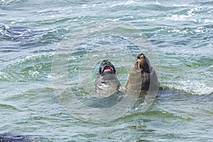 Shouting sealion in the ocean