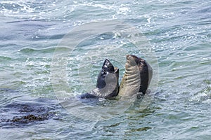 Shouting sealion in the ocean