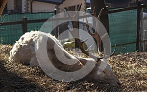 A shovel deer resting on dry grass