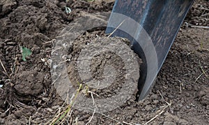 Shovel for gardening in the dry soil