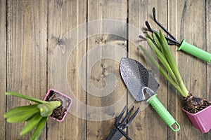 shovel, green seedlings, hoe and rake on a wooden background. backyard vegetable garden planting concept with copy space