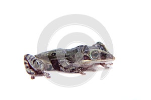 The shovel-headed tree frog, triprion petasatus, on white